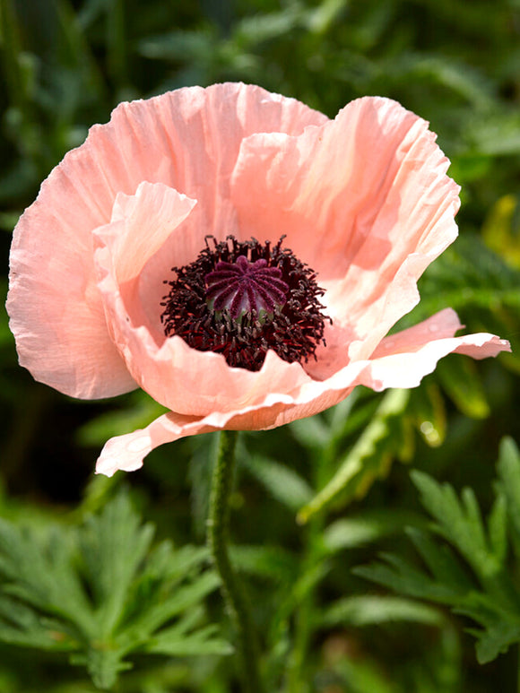 Papaver 'Helen Elizabeth' (Orientvallmo)