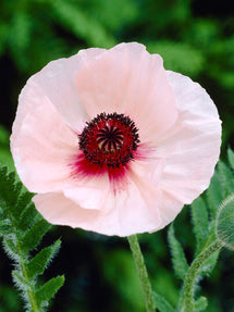 Papaver 'Karine' (Orientvallmo)