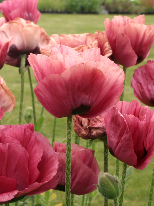 Papaver 'Marlene' (Orientvallmo)