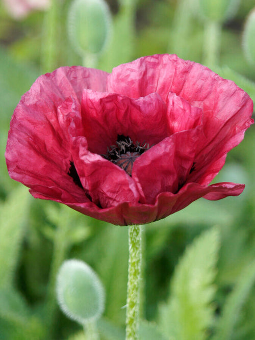 Papaver 'Marlene' (Orientvallmo) Barrot