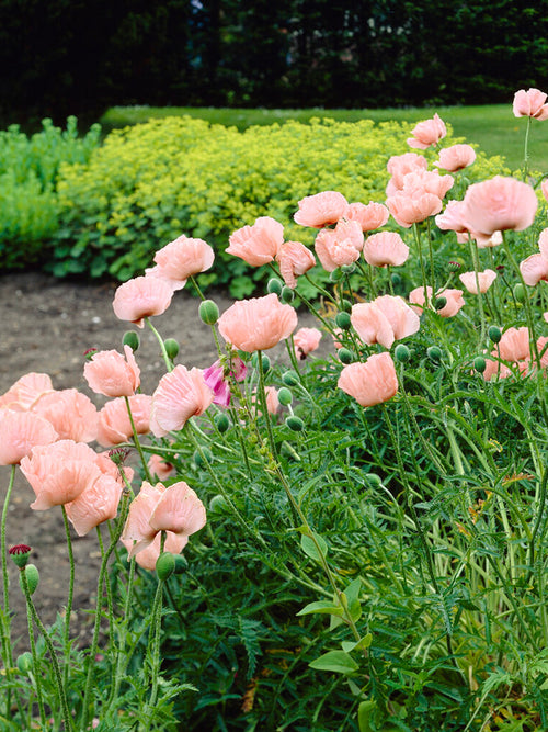 Papaver 'Mrs Perry' (Orientvallmo)