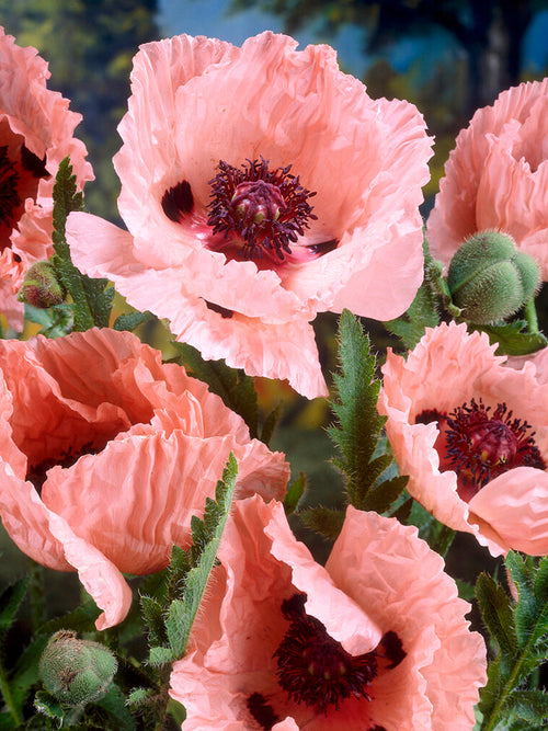 Papaver 'Mrs Perry' (Orientvallmo)