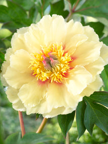 Pion 'Border Charm'