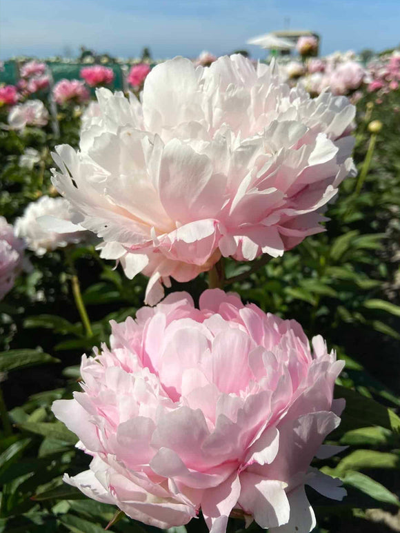 Peony Pillow Talk