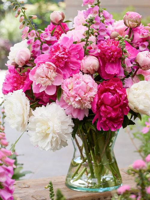 Pion Rosette Collection, Rosa Röd Vit Pion kala rötter för vårplantering