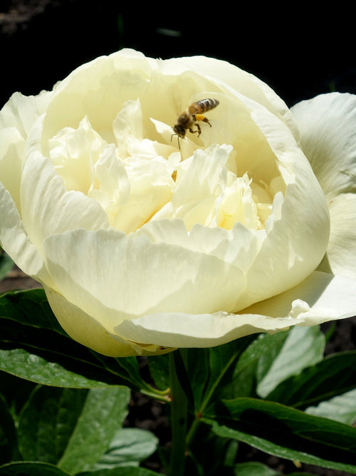 Peony Vanilla Schnapps