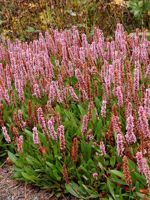 Buy Persicaria affinis Kabouter (Lesser Knotweed) Bare Roots