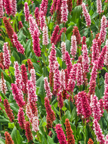 Persicaria affinis 'Kabouter' (Bergormrot)