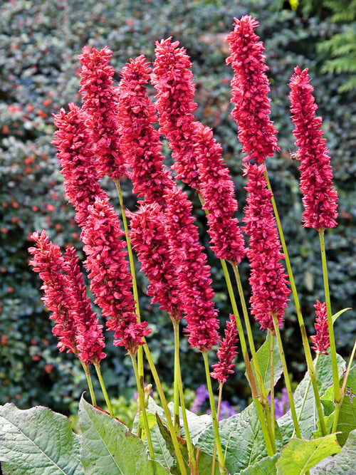 Persicaria 'Fat Domino' (Bergormrot)