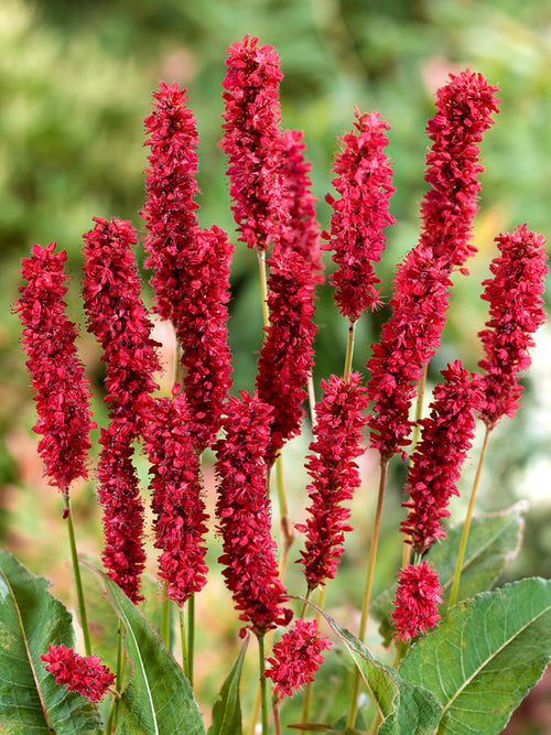 Persicaria 'Fat Domino' (Bergormrot)