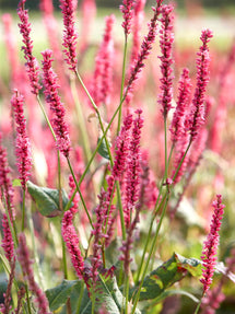 Persicaria 'Summer Dance' (Bergormrot)