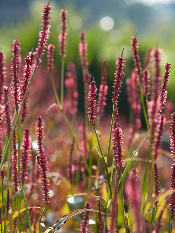 Persicaria amplexicaulis Summer Dance 