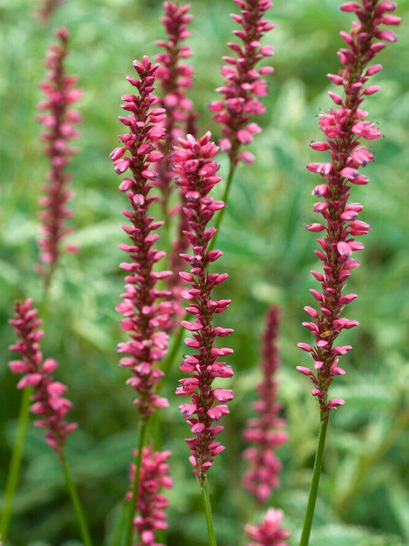 Persicaria amplexicaulis Summer Dance (Lesser Knotweed)