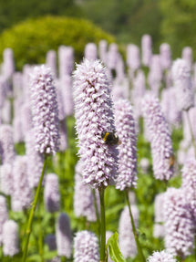 Persicaria bistorta 'Superba' (Bergormrot)