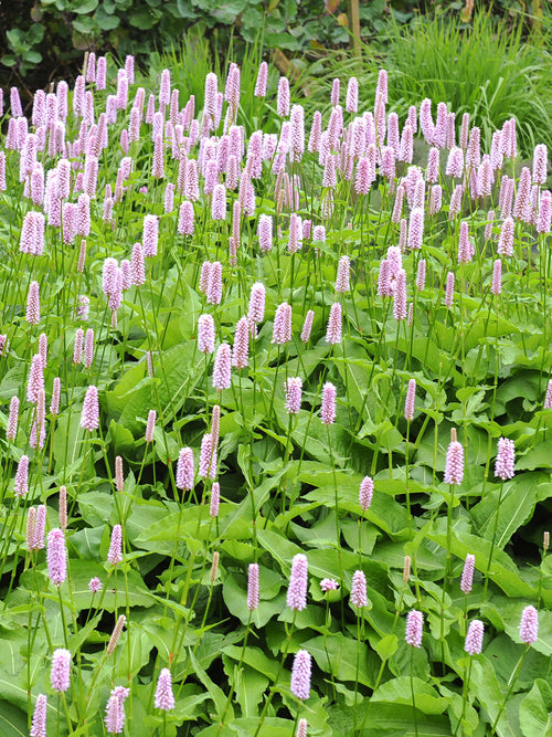 Persicaria bistorta Superba Bergormrot 