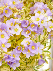 Polemonium 'Golden Feathers' (Jakobstegen)