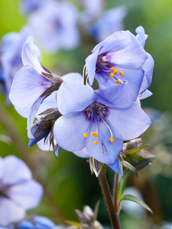 Polemonium 'Heaven Scent' (Jakobstegen)