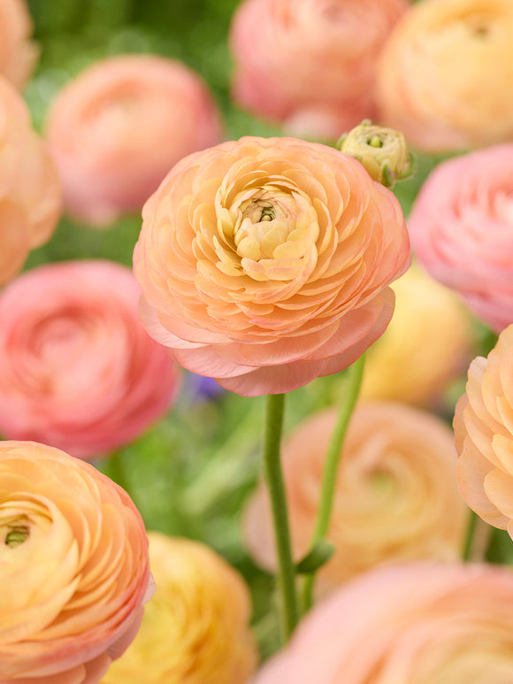 Ranunculus Amandine Peach Salmon