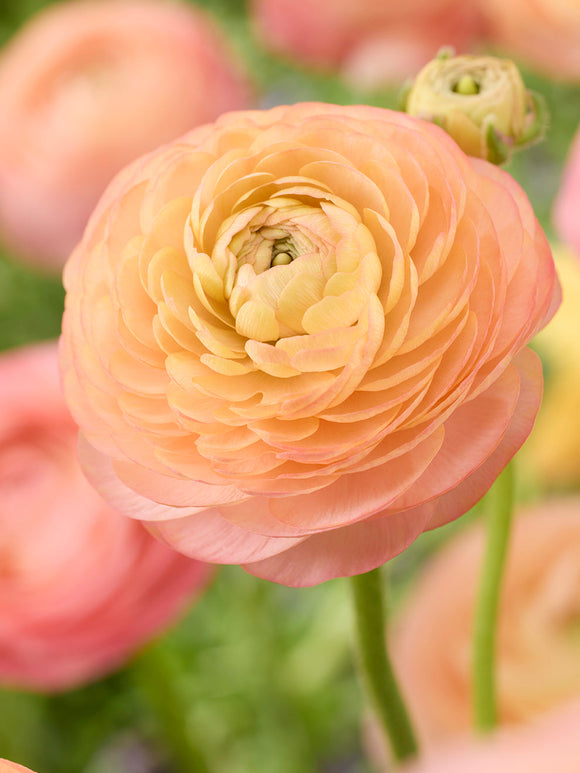 Ranunculus Amandine Peach Salmon, shipping to UK in Spring