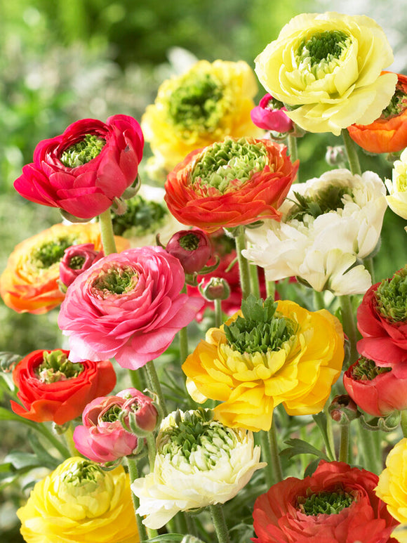 Ranunculus Reinette Mix