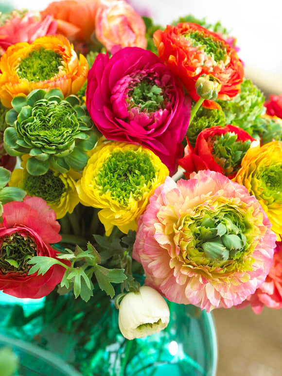 Ranunculus Reinette Mix