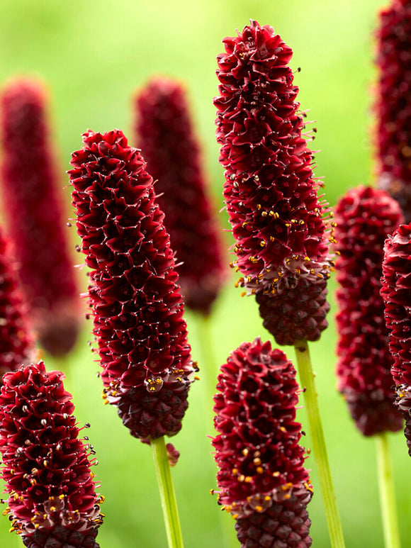 Sanguisorba 'Big Dream' (Blodtopp)