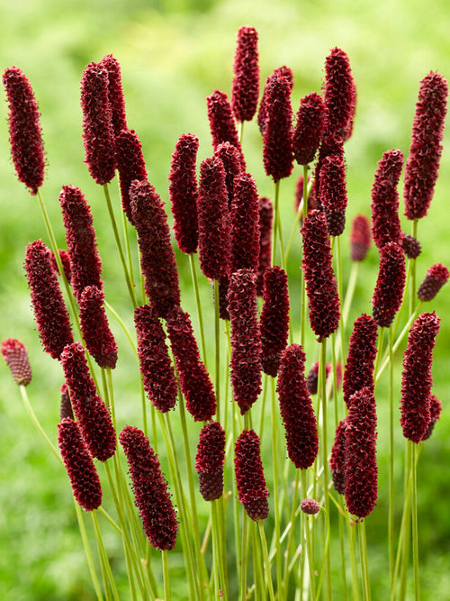 Sanguisorba 'Big Dream' (Blodtopp)