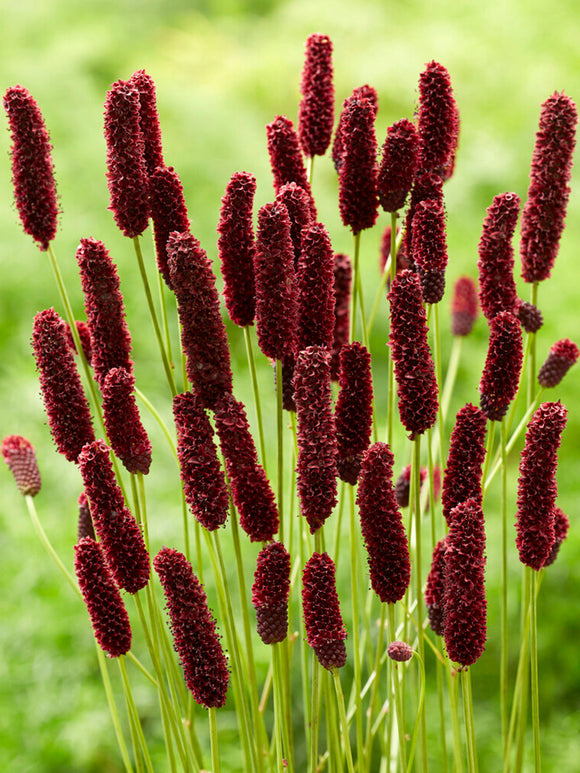 Sanguisorba 'Big Dream' (Blodtopp)