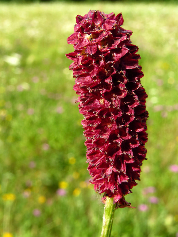 Sanguisorba 'Big Dream' (Blodtopp)