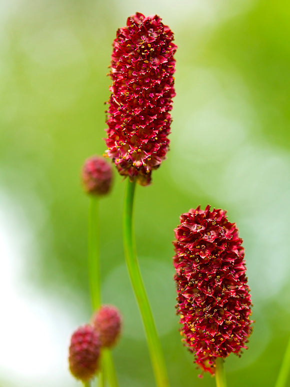 Sanguisorba 'Big Dream' (Blodtopp)