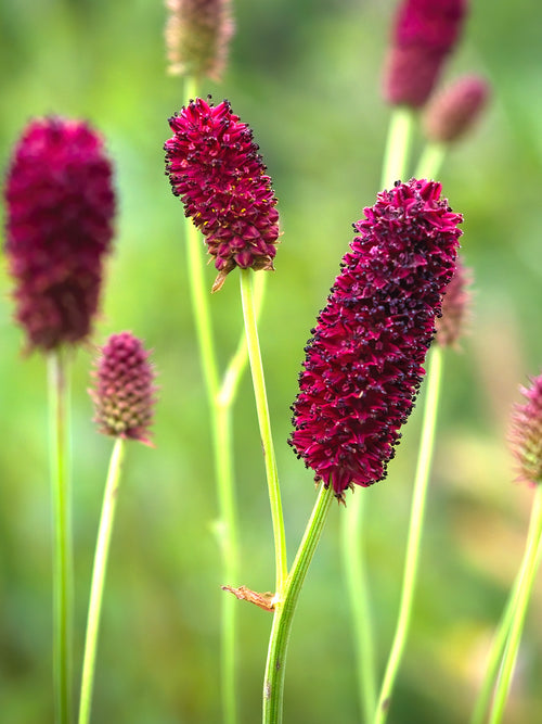 Sanguisorba 'Big Dream' (Blodtopp)