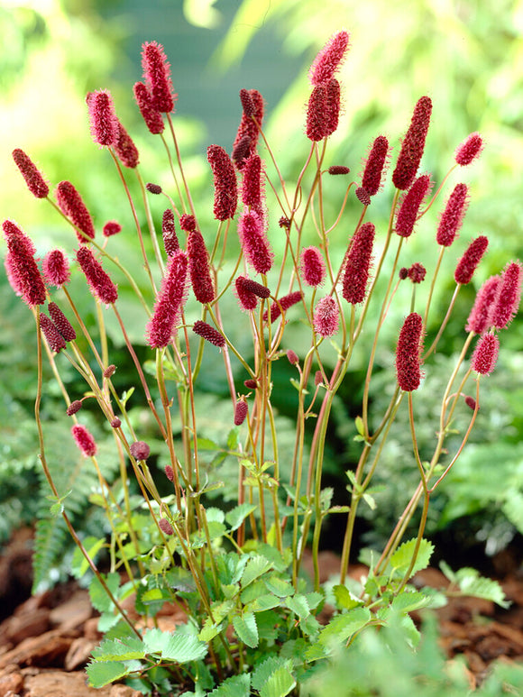 Sanguisorba 'Big Dream' (Blodtopp)