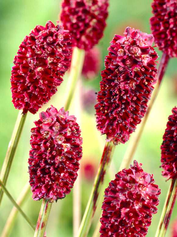 Sanguisorba 'Big Dream' (Blodtopp)