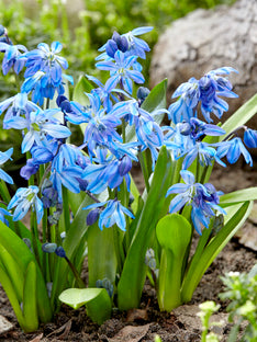 Scilla Siberica (Rysk blåstjärna)