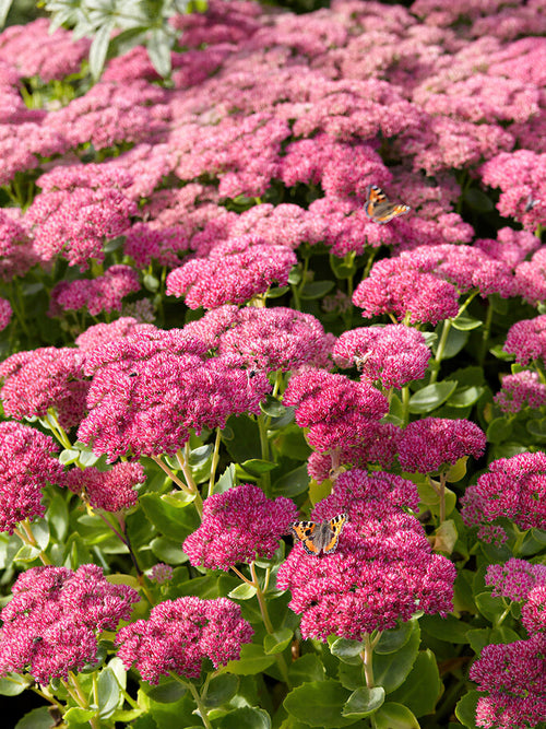 Sedum Autumn Joy Herbstfreude (Fetknopp)