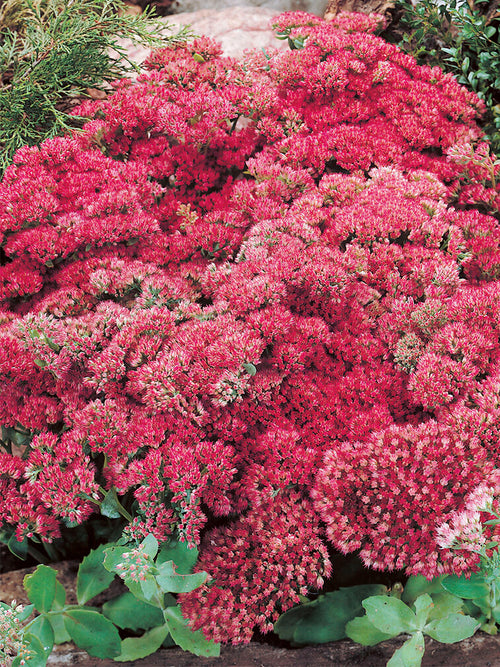 Köp Sedum Autumn Joy Herbstfreude (Fetknopp)