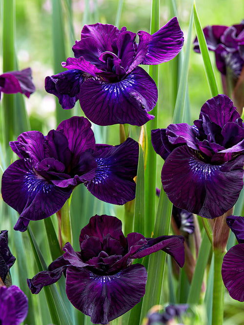 Köp Strandiris Purplelicious