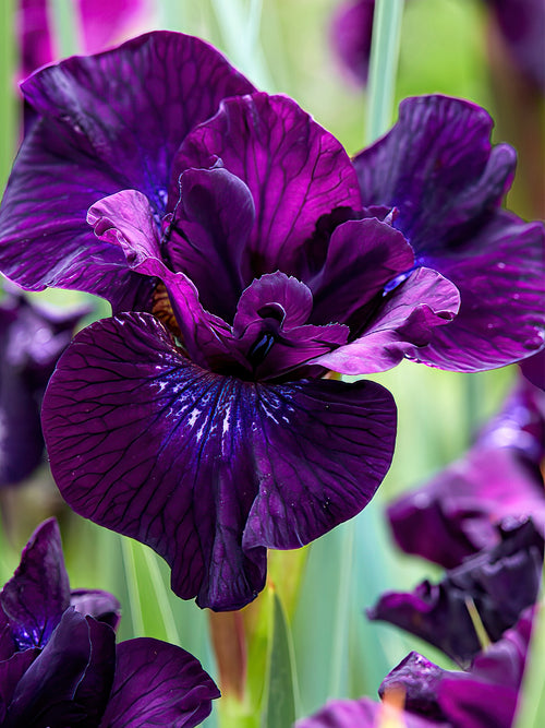 Beställ dina barrotade Iris för leverans under våren!