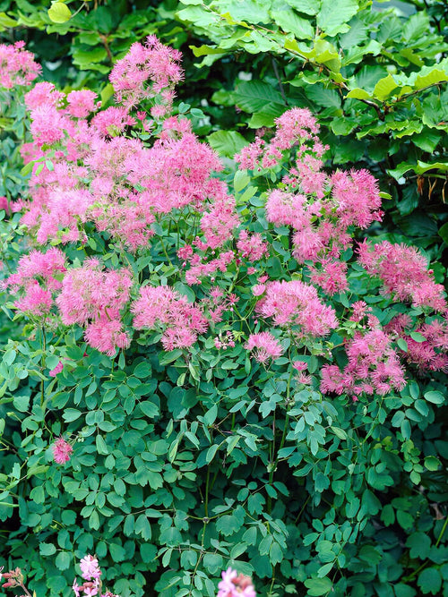 Thalictrum Thundercloud (Ruta) barrotsplantor av högsta kvalitet!