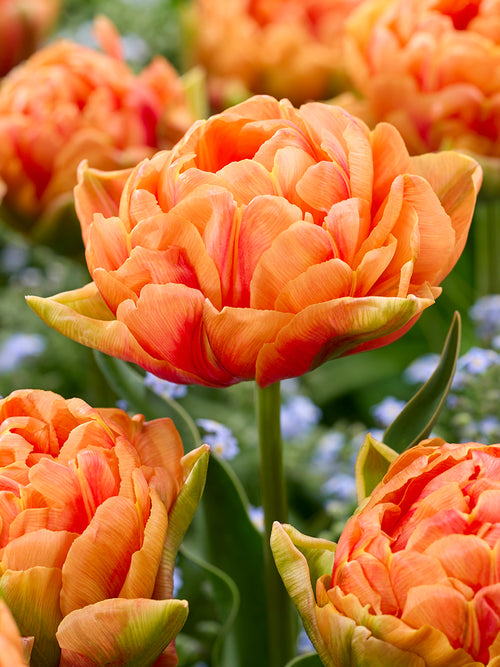 Buy Tulip Orange Flavour