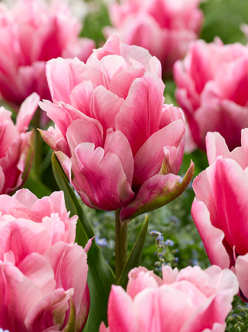 Tulip Precious Pink