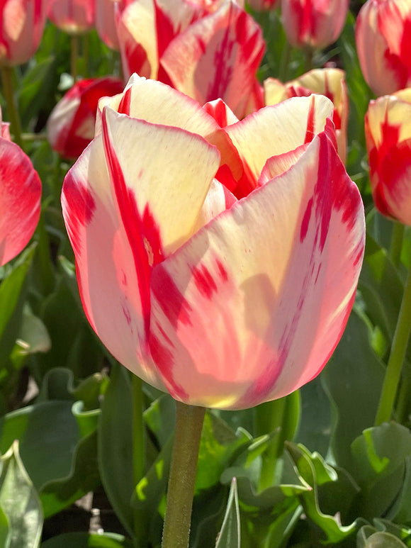 Tulip Spryng Rembrandt